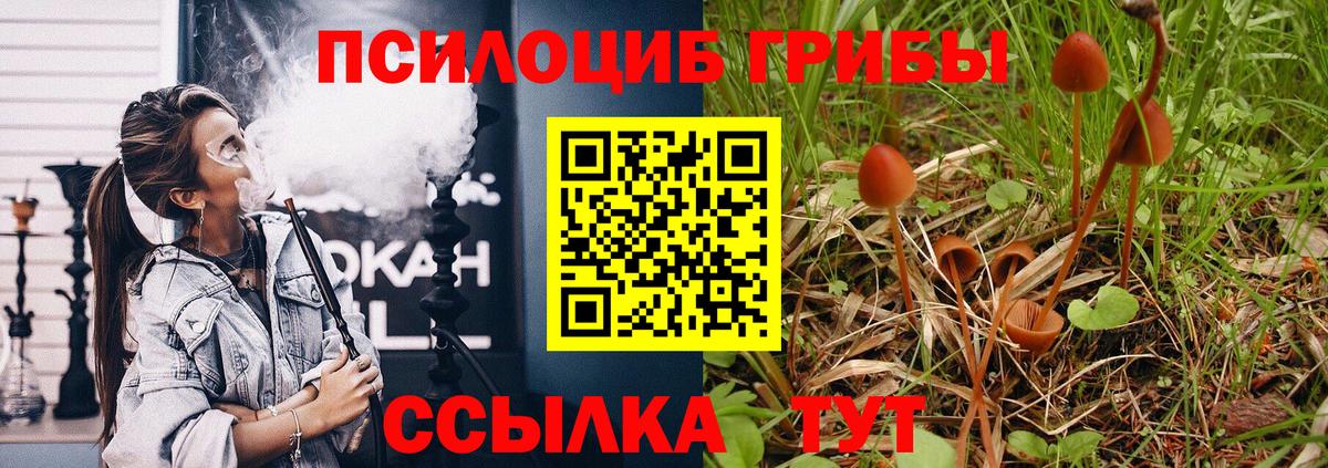 Искитим  Галлюциногенные грибы Psilocybe  Вход с VPN 